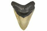 Serrated, Fossil Megalodon Tooth - North Carolina #298999-1